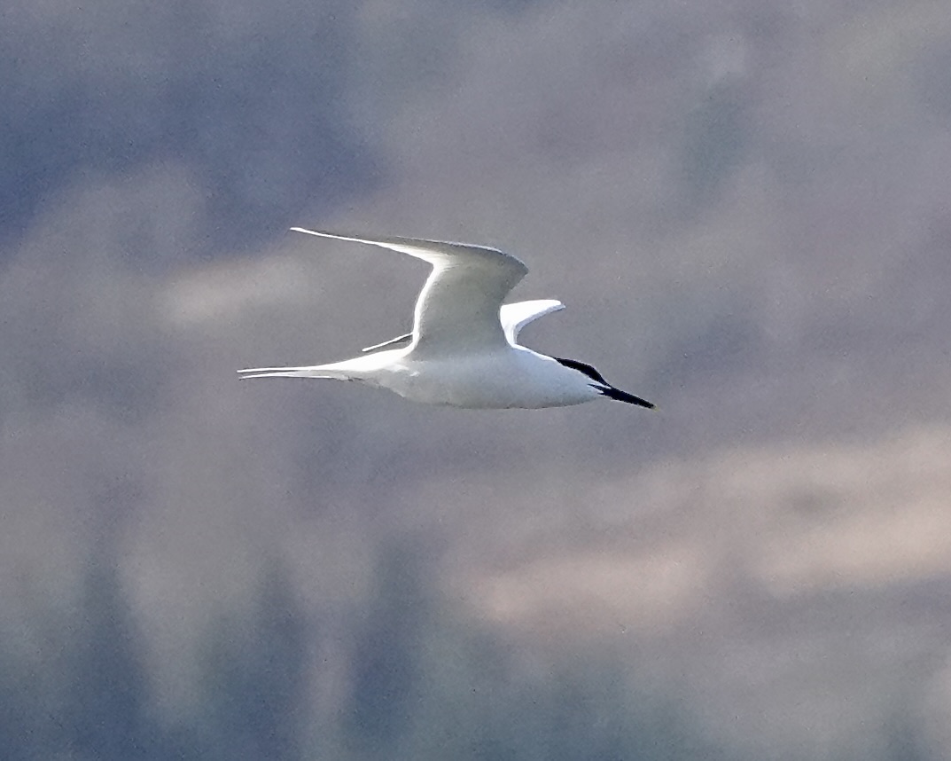sandwich tern